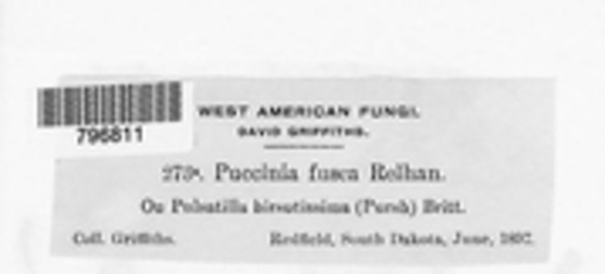 Puccinia fusca image